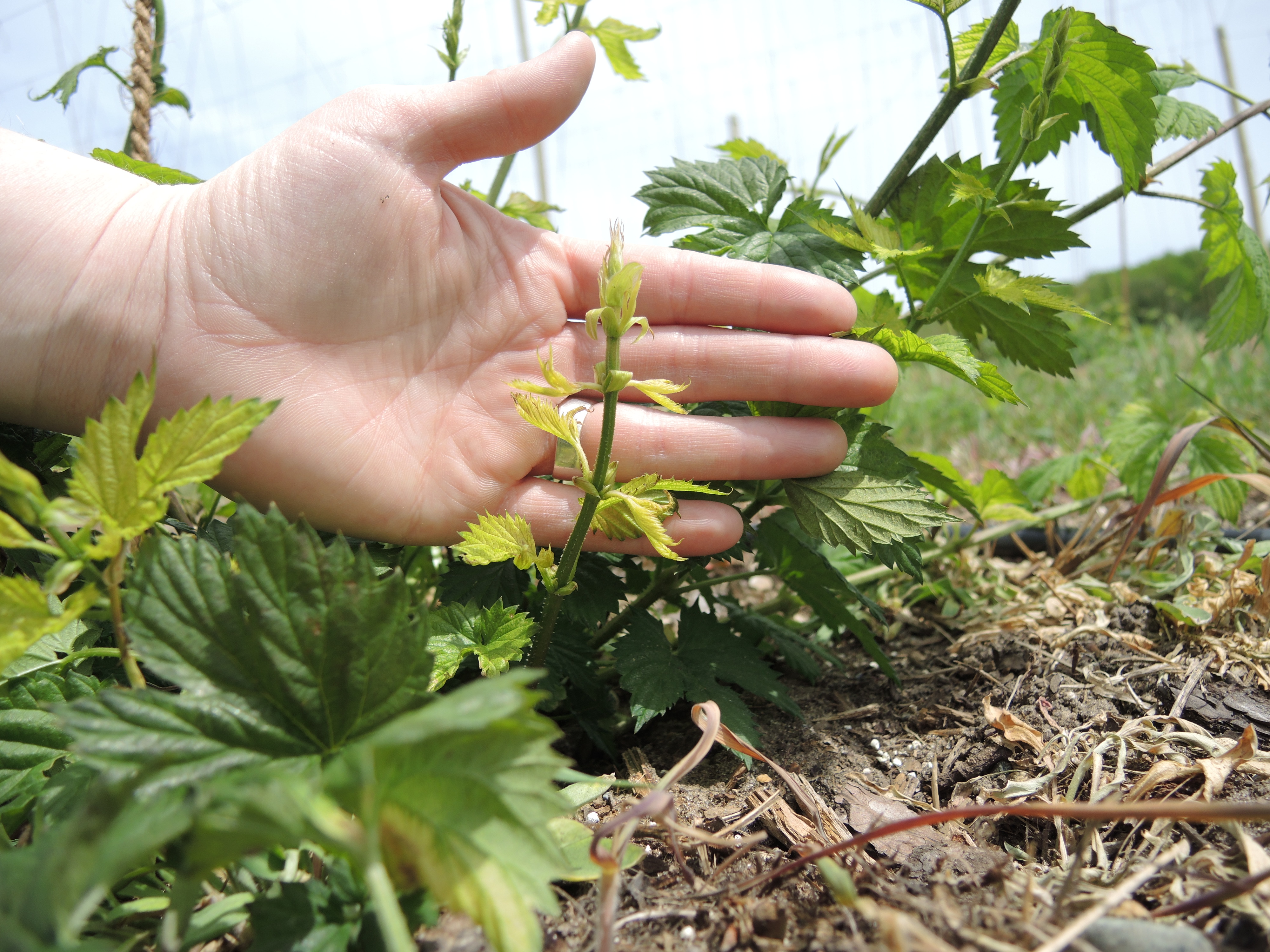 Downy mildew on hop.